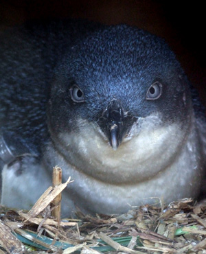 Little Penguin (Australia) Blue Penguin