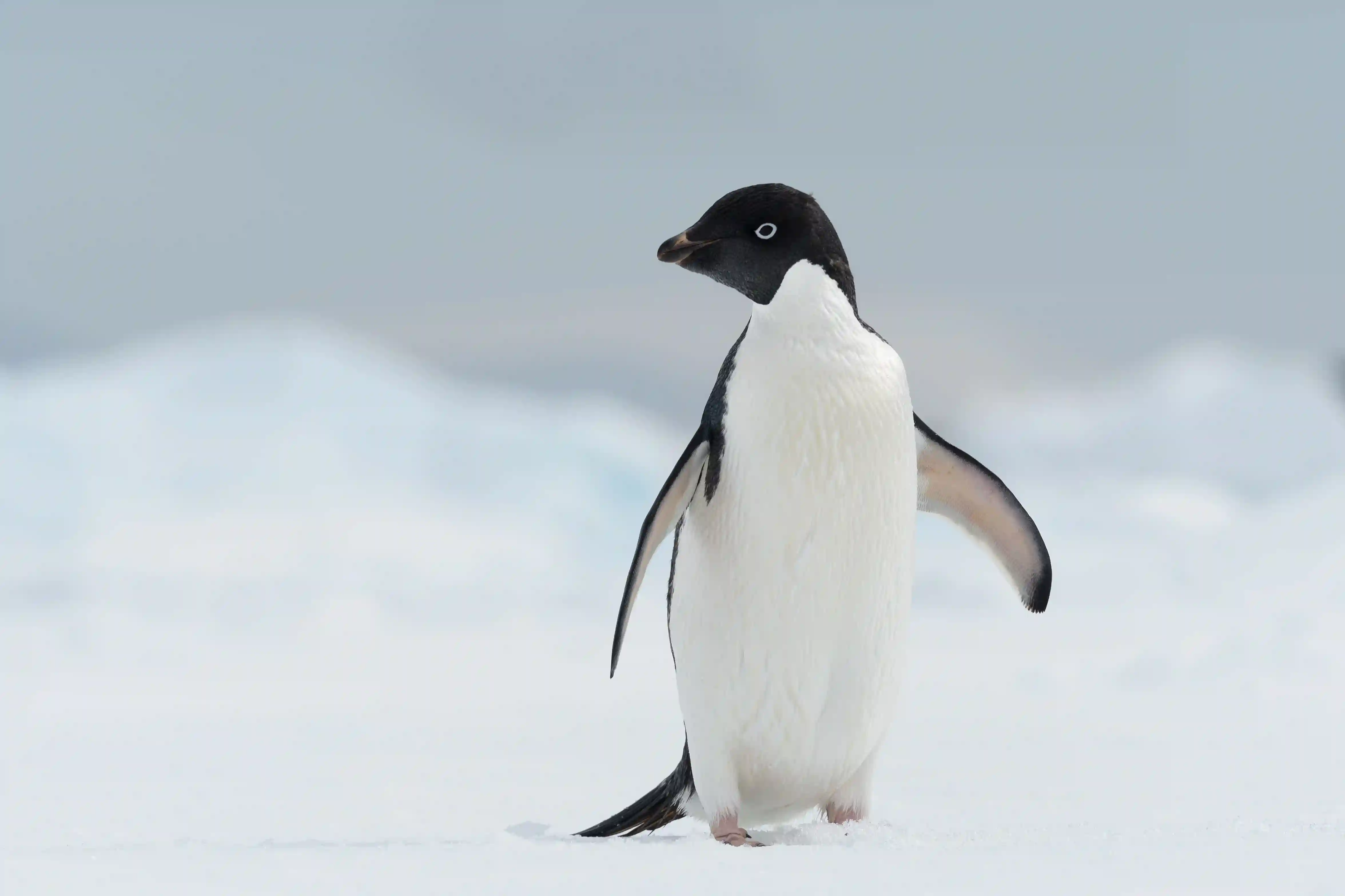Pingüino 1