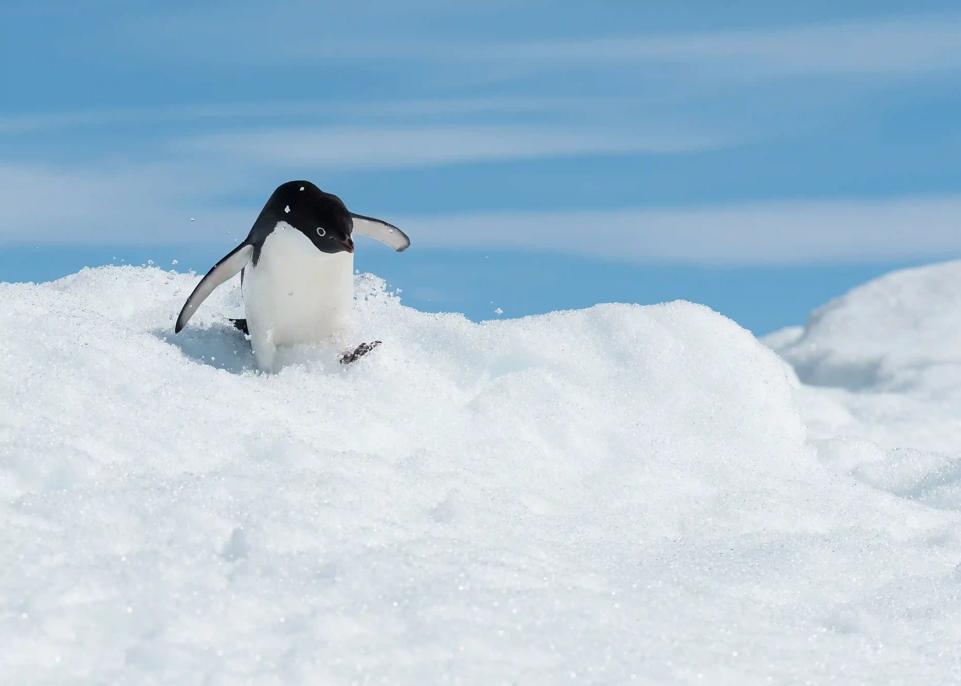 Pingüino 2