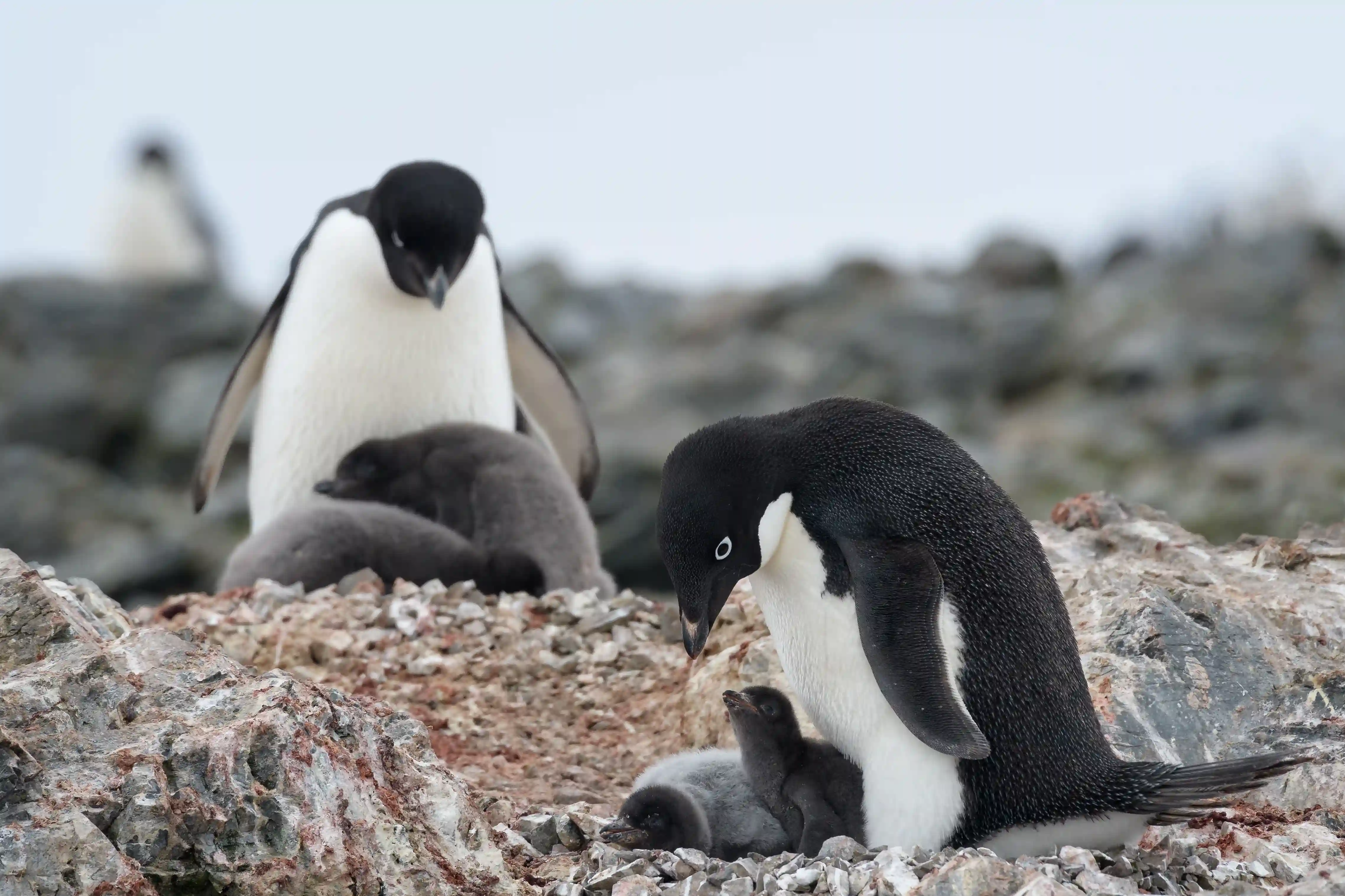 Pingüino 3