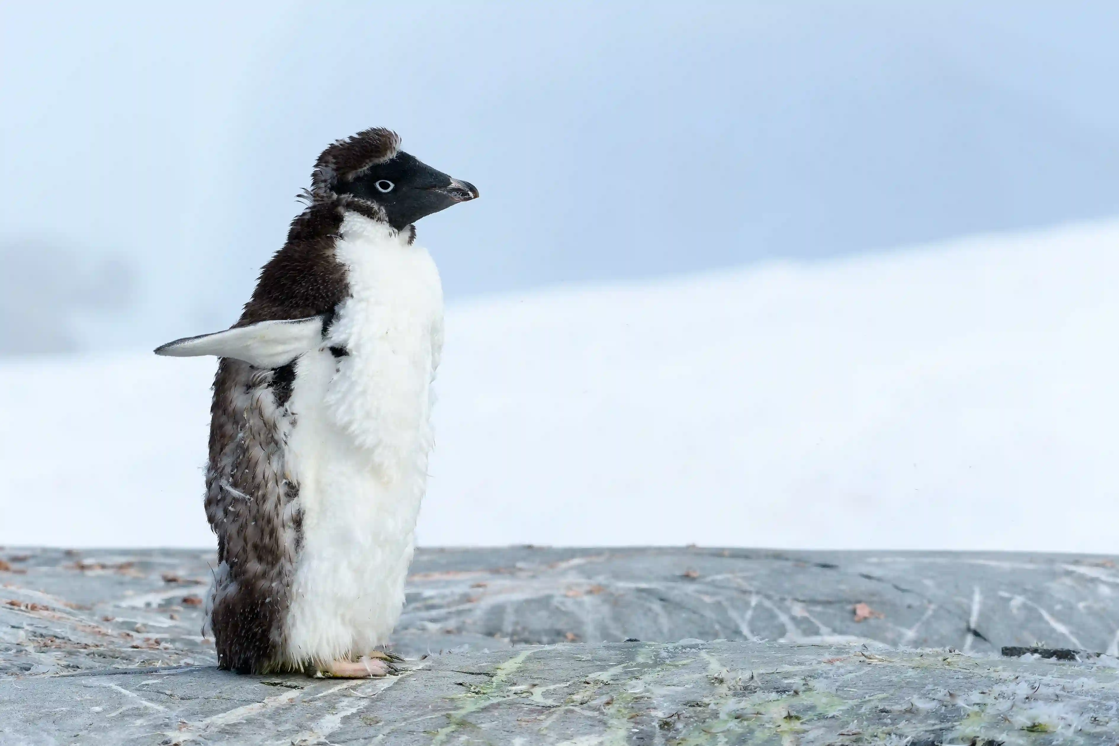 Pingüino 4