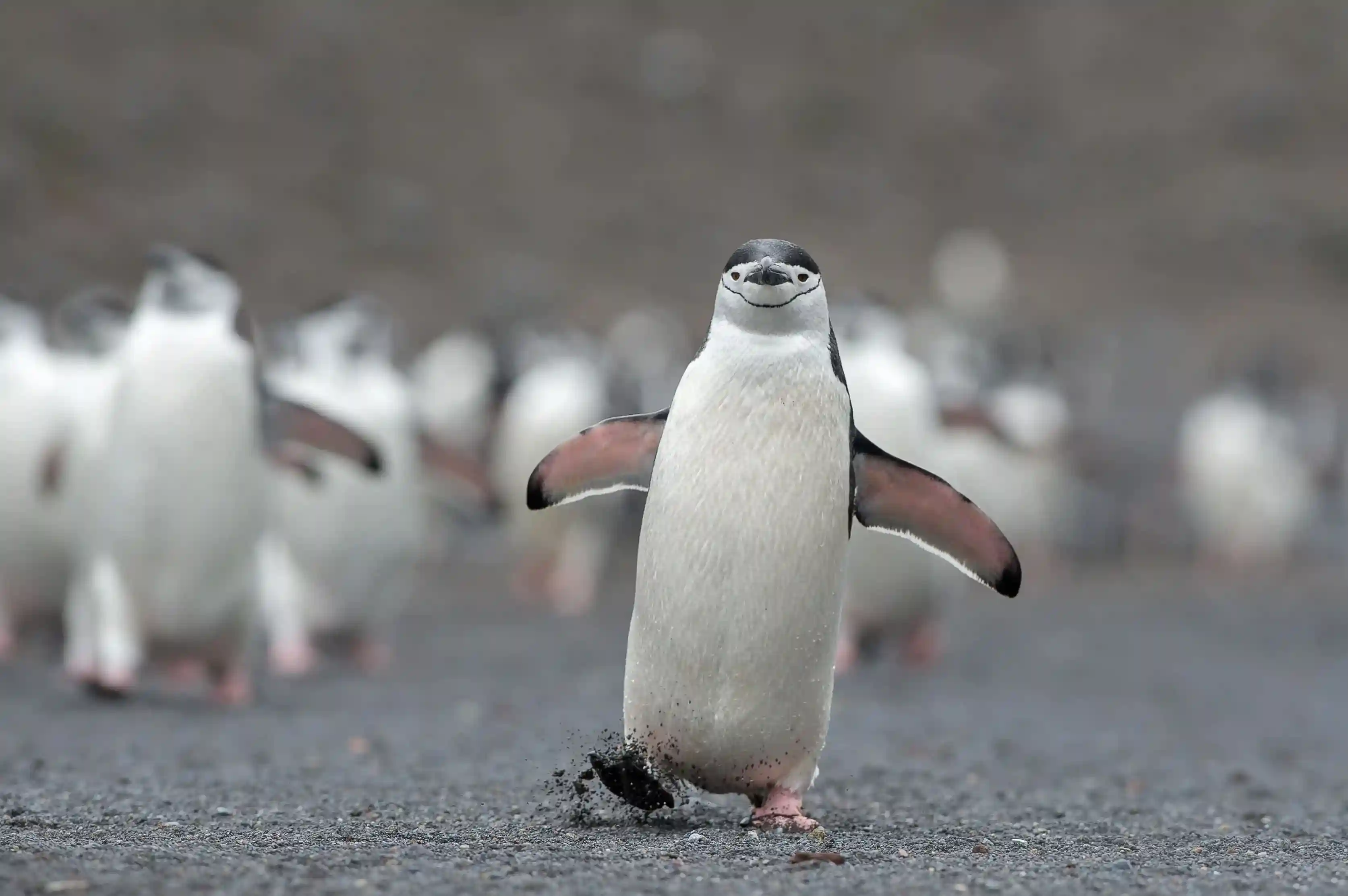 Penguin 2