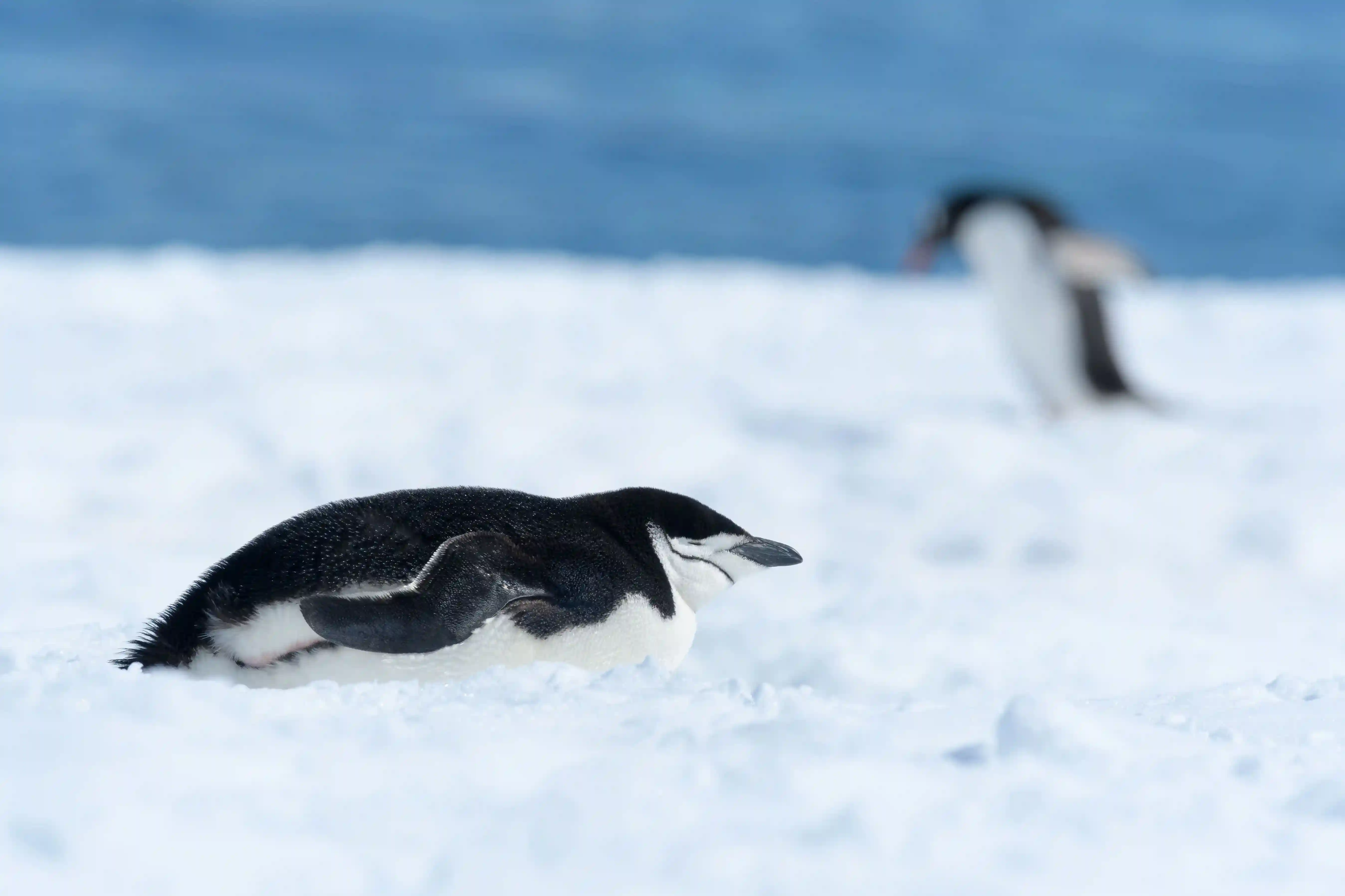 Penguin 3