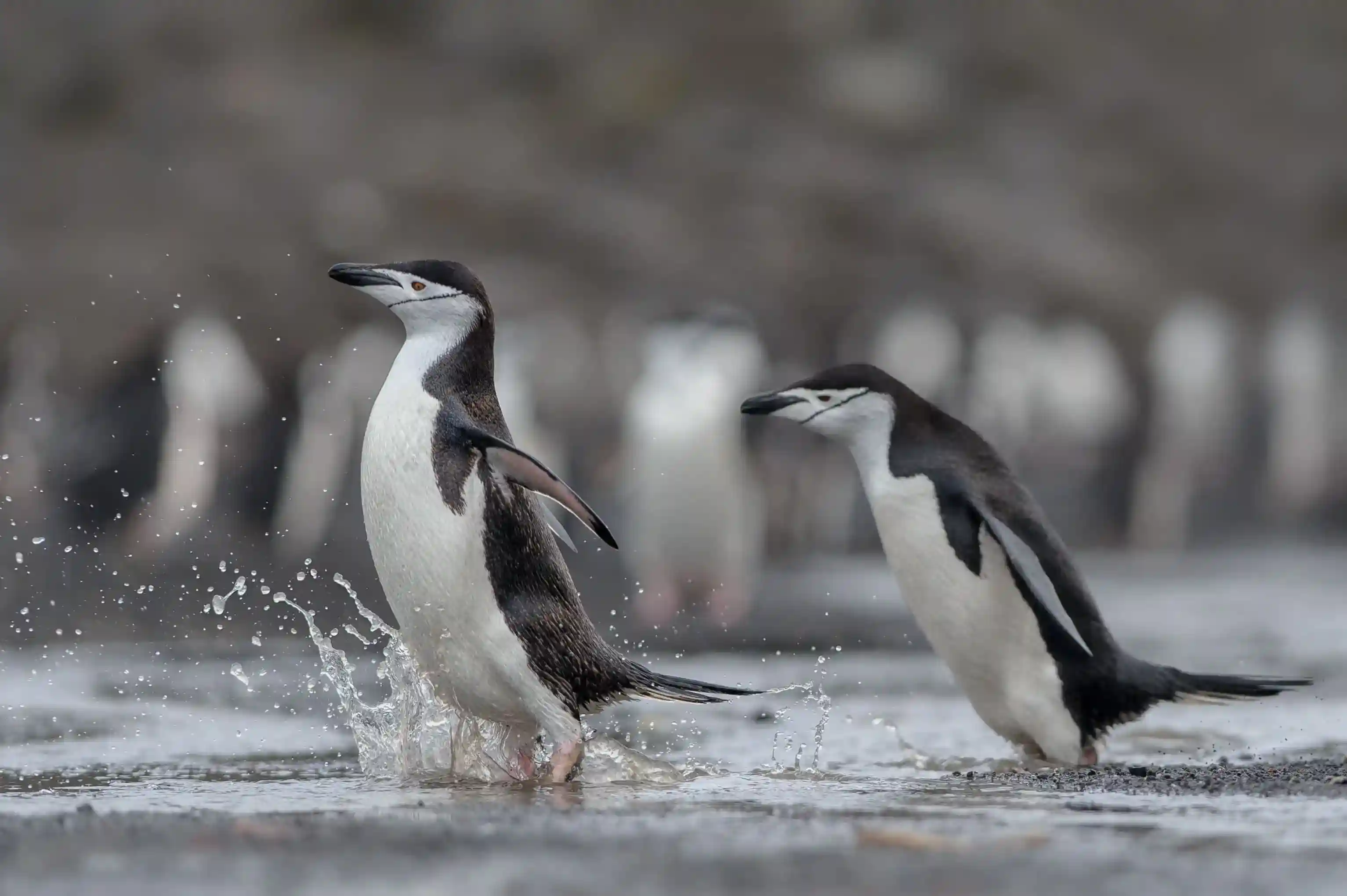 Penguin 4