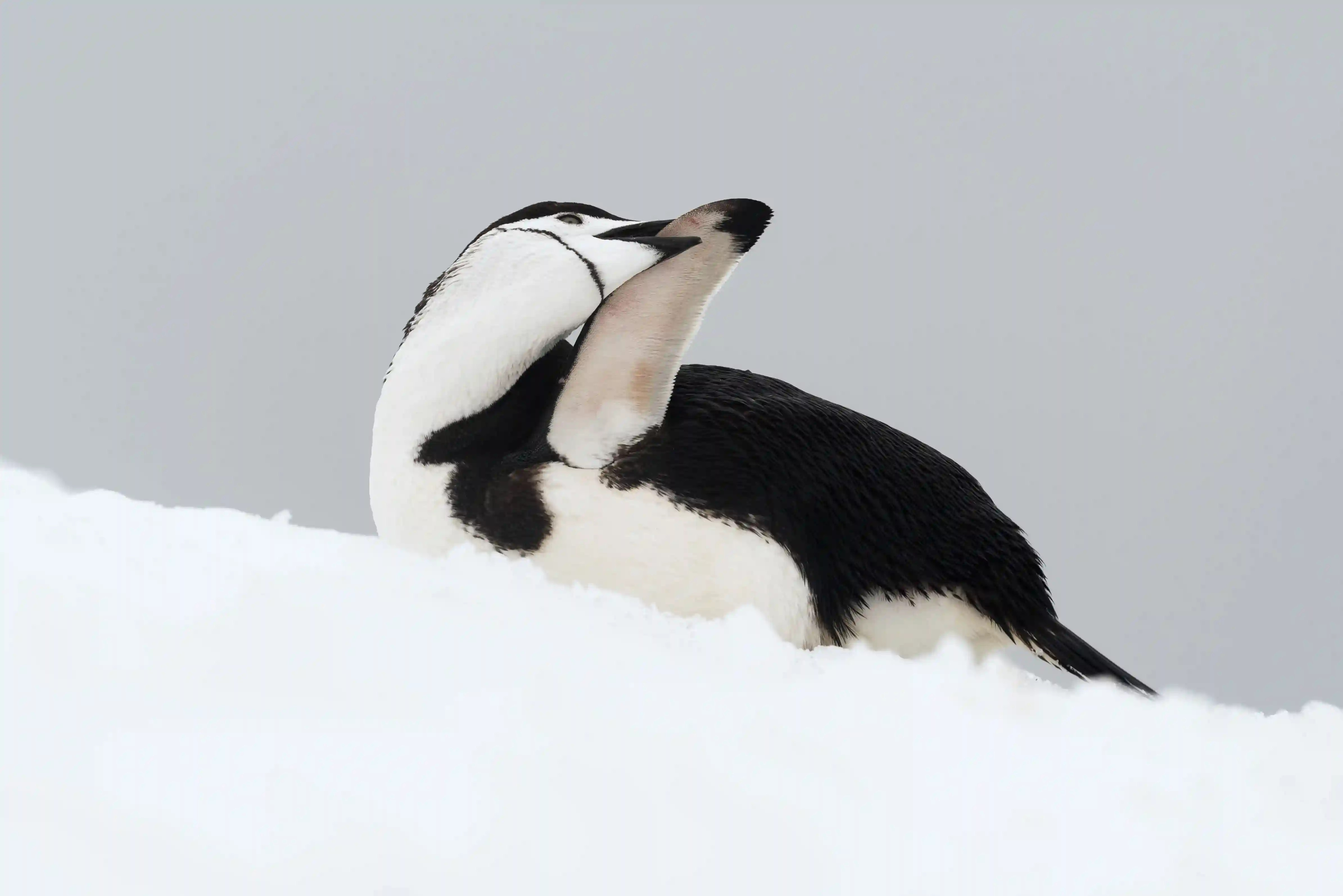 Penguin 5