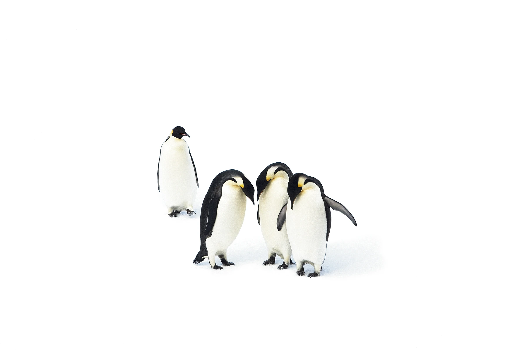 Penguin 1