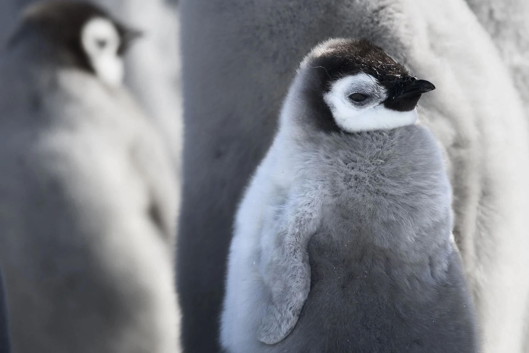 Penguin 2