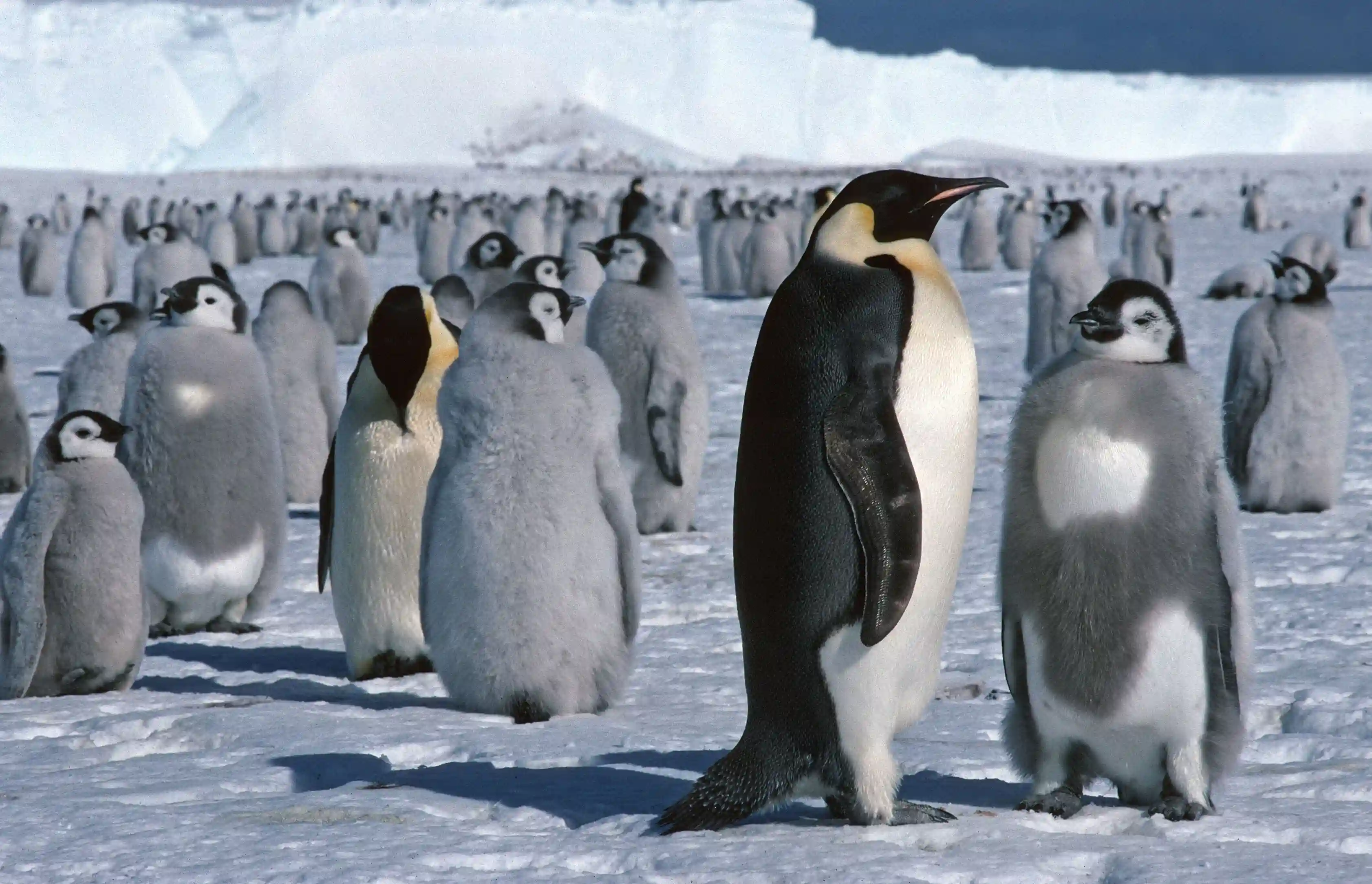 Penguin 3