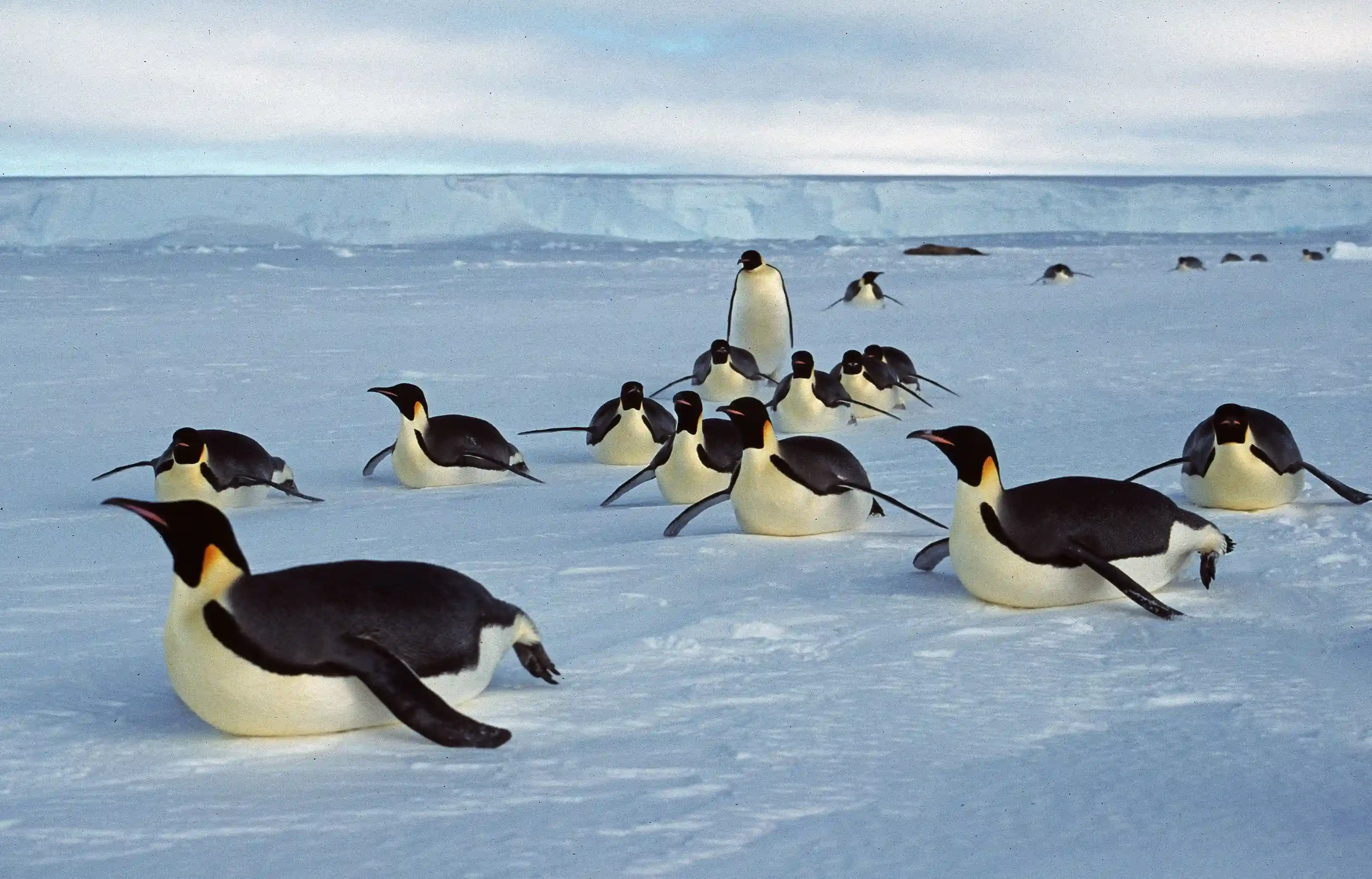 Penguin 4