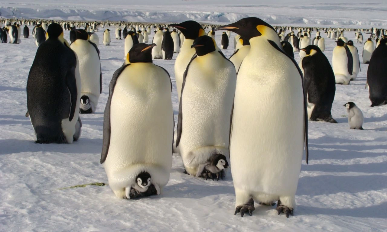 Penguin 5
