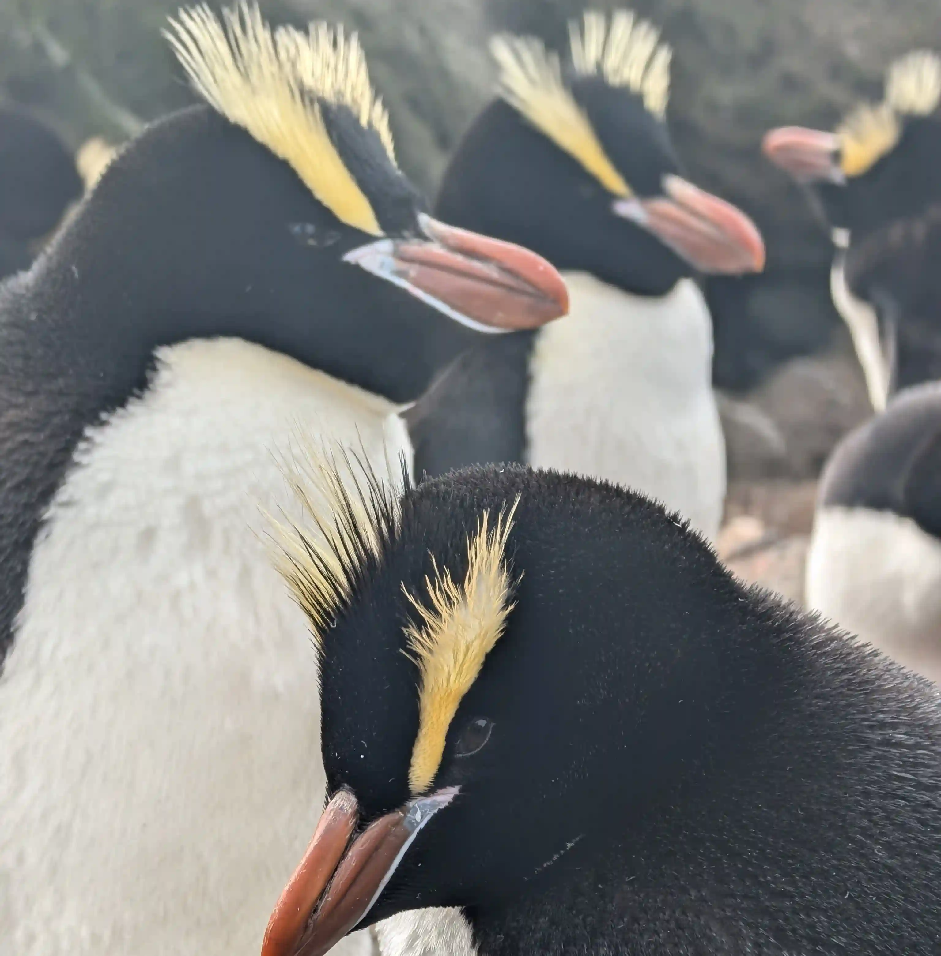 Penguin 1