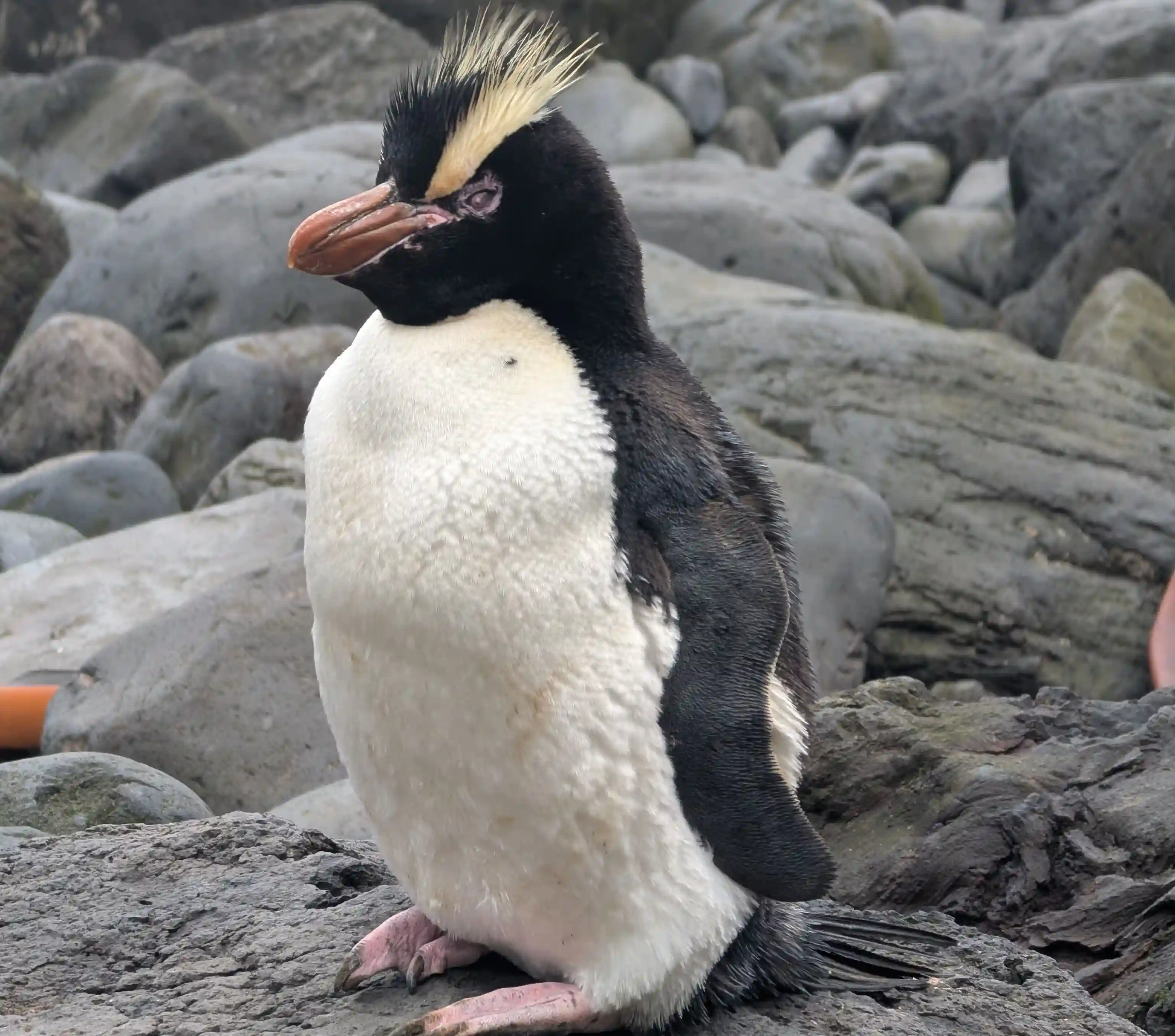 Penguin 2