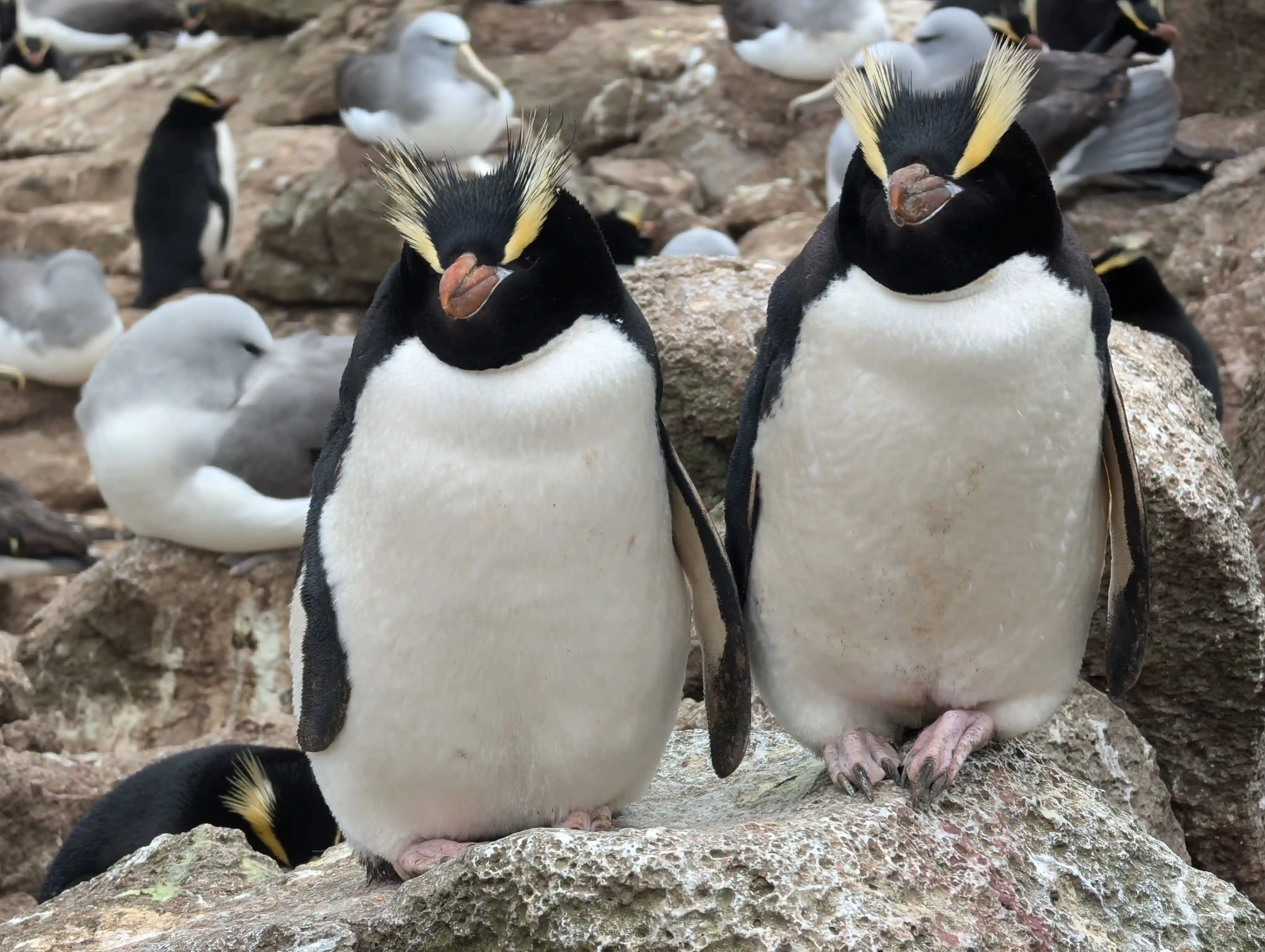 Penguin 3