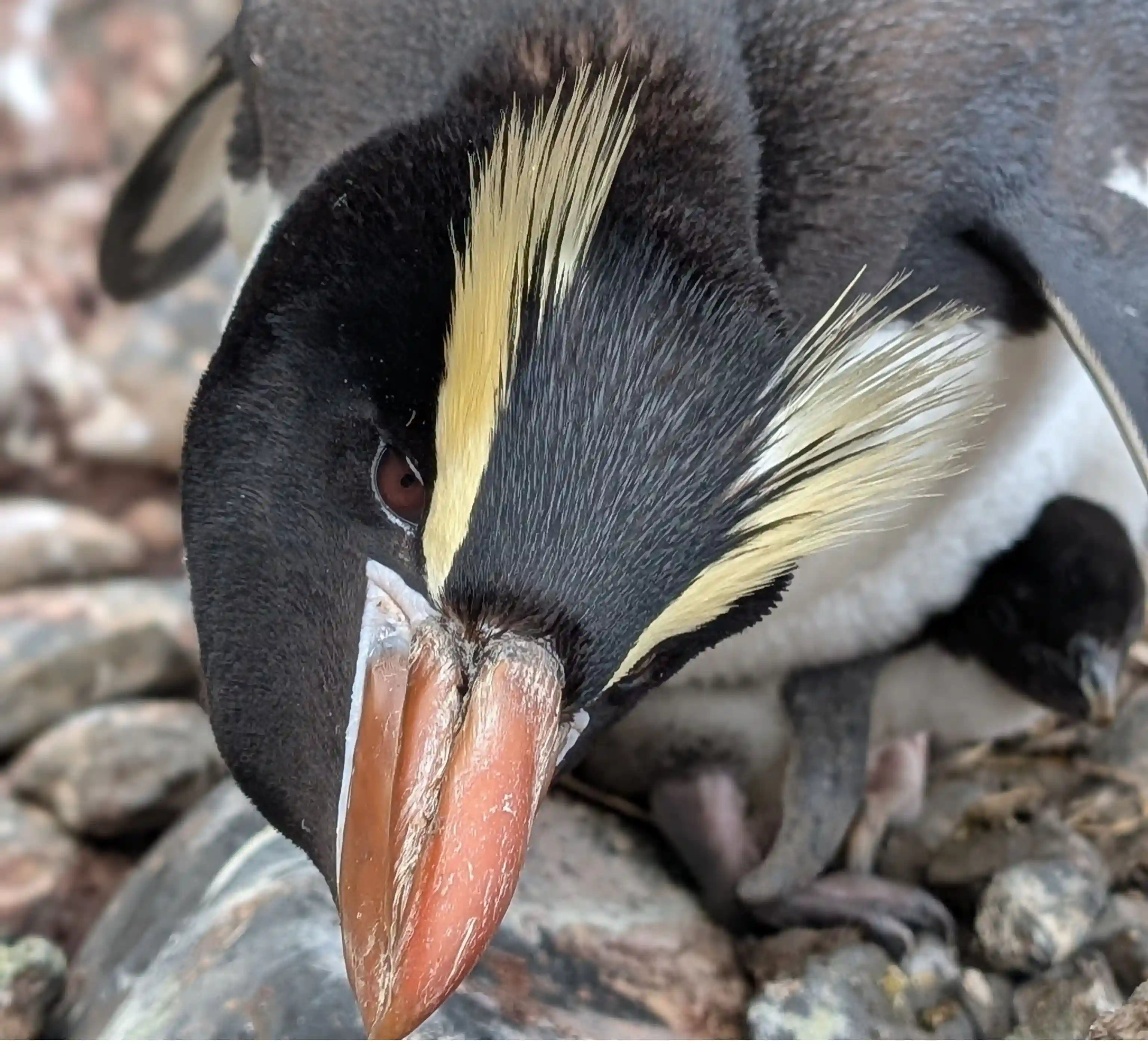 Penguin 4