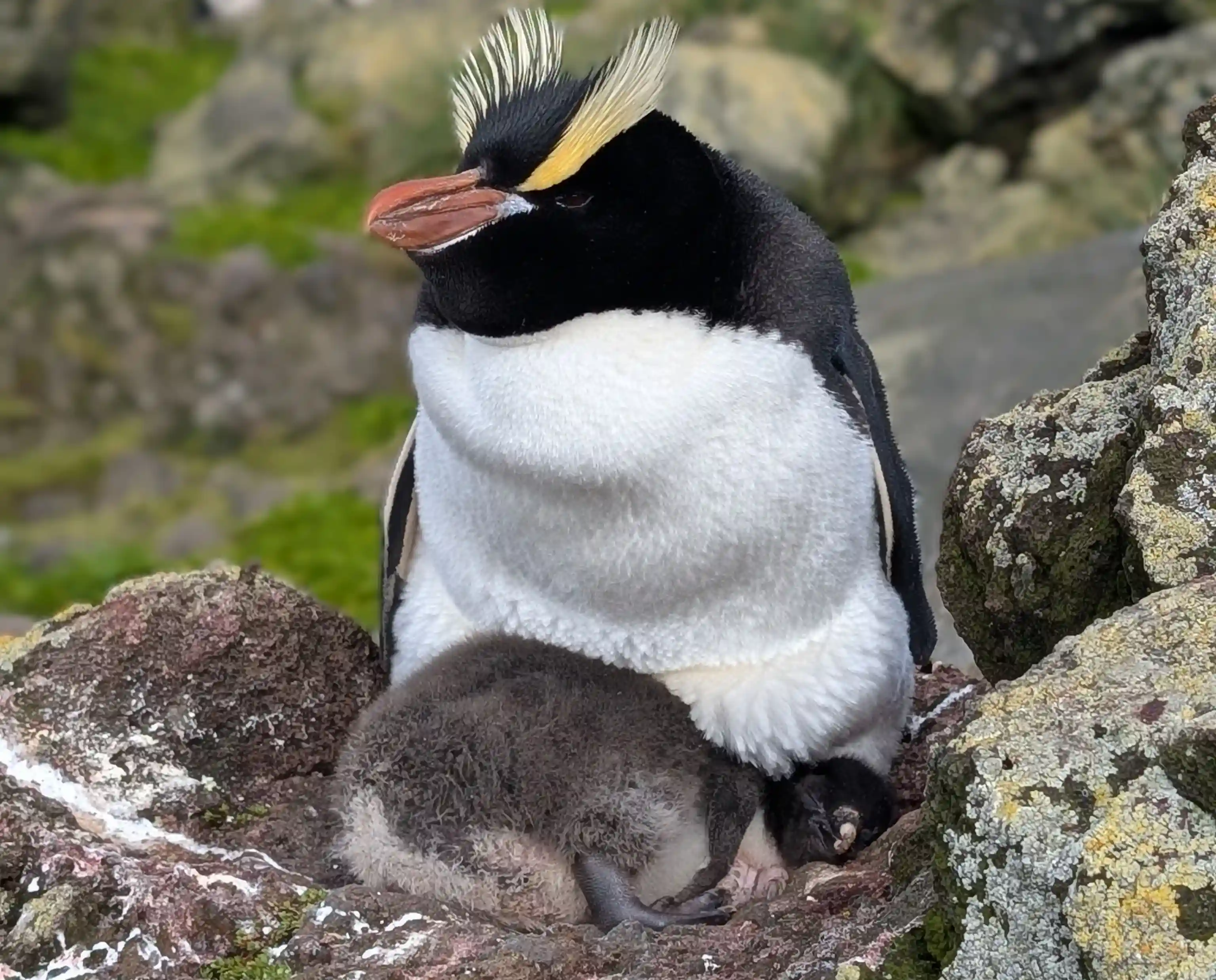 Penguin 5