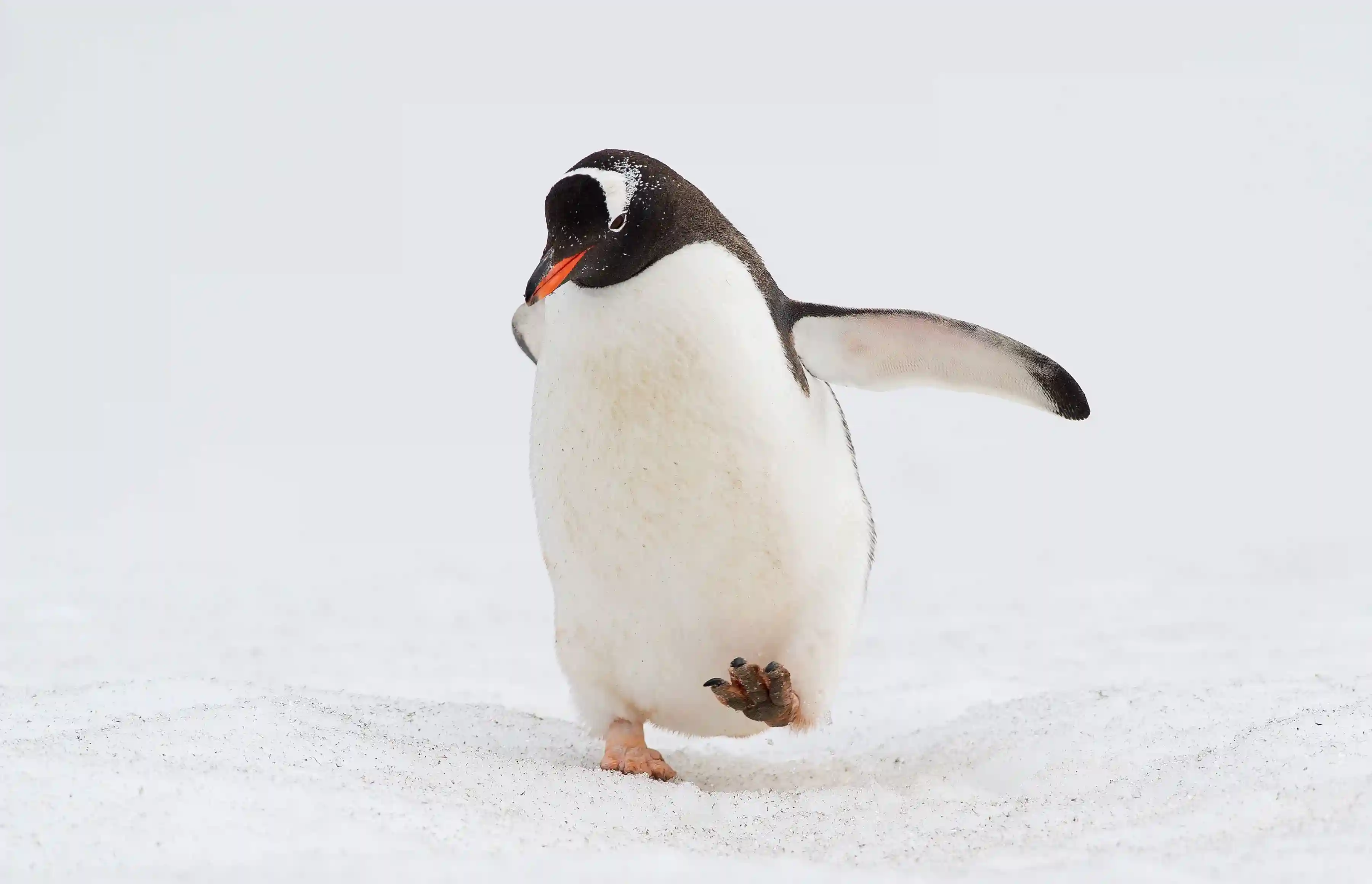 Pingüino 1