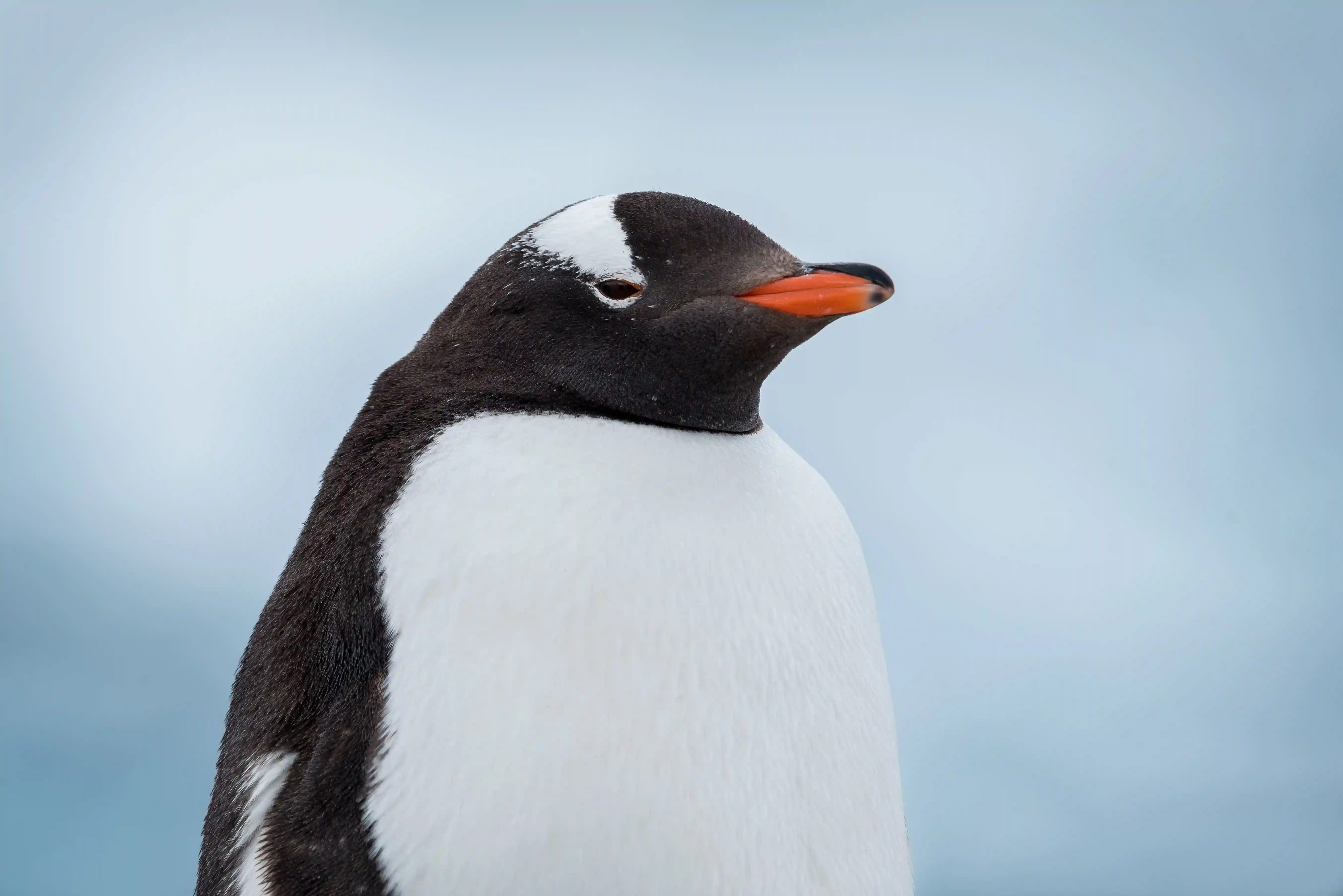 Pingüino 2