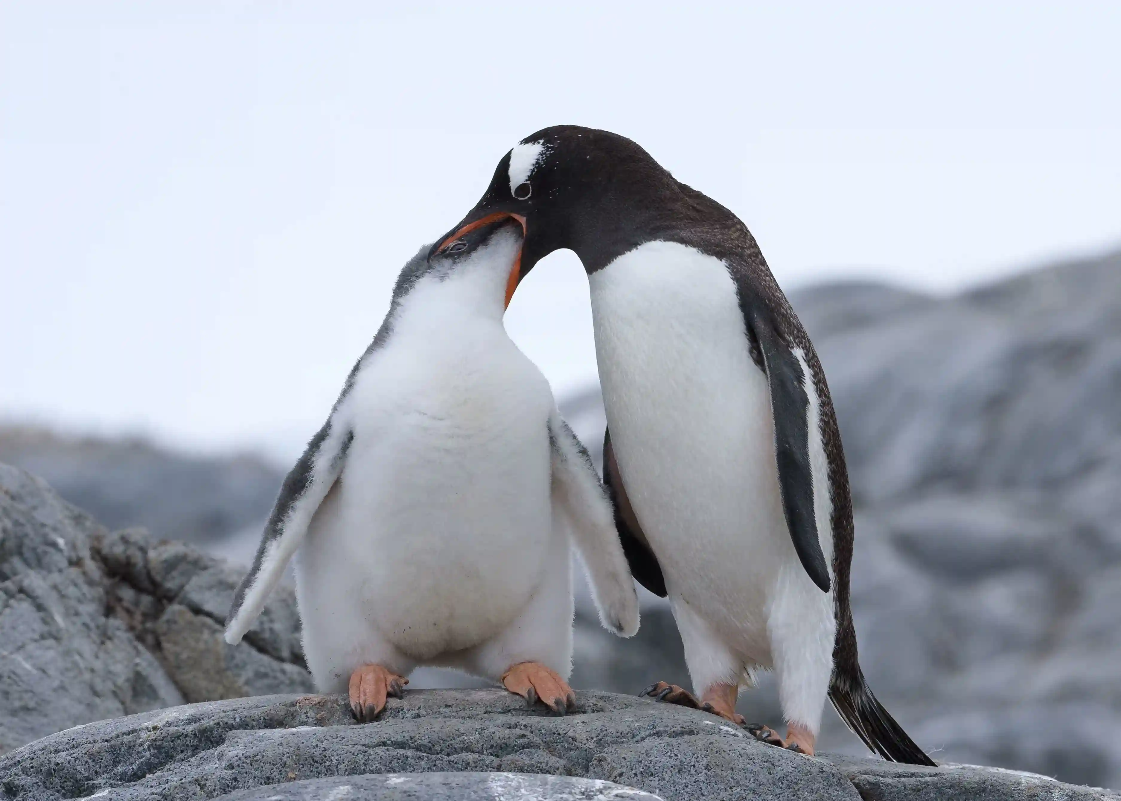 Pingüino 3