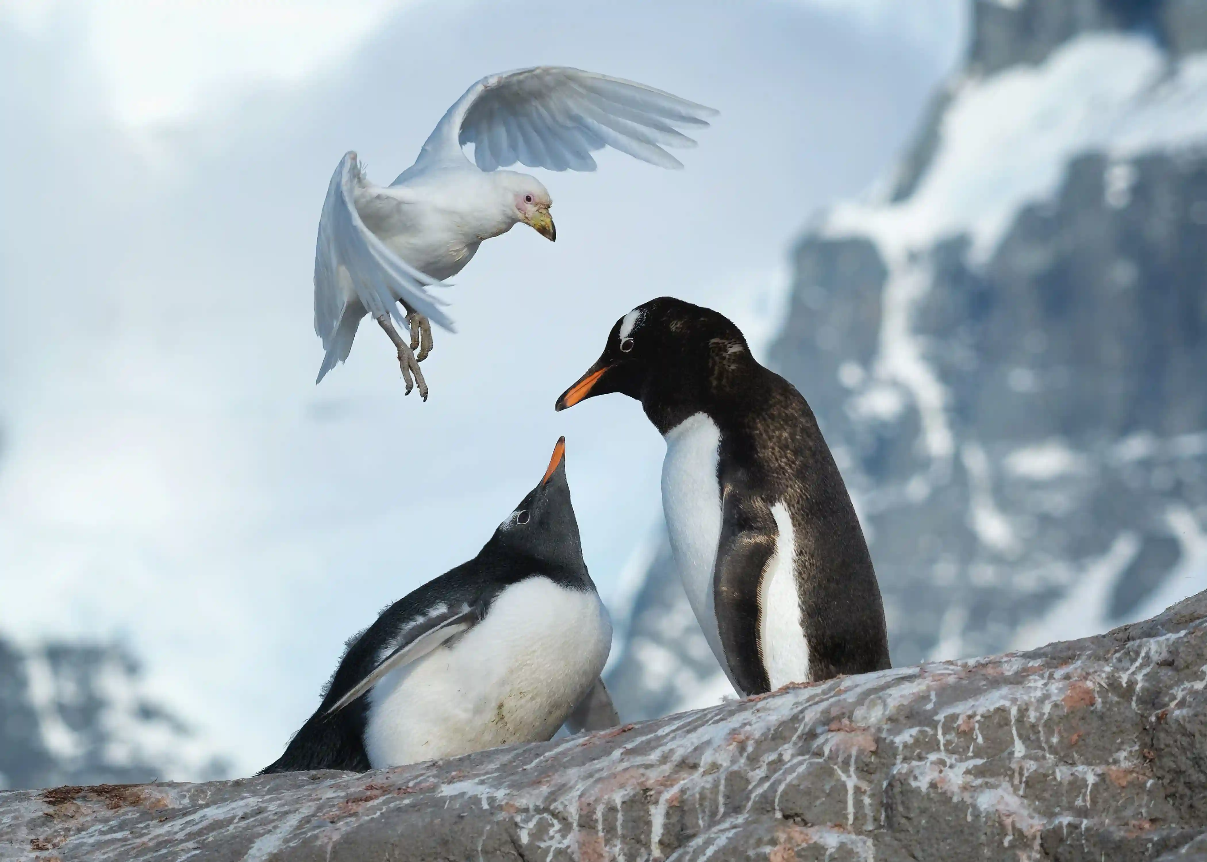 Pingüino 4