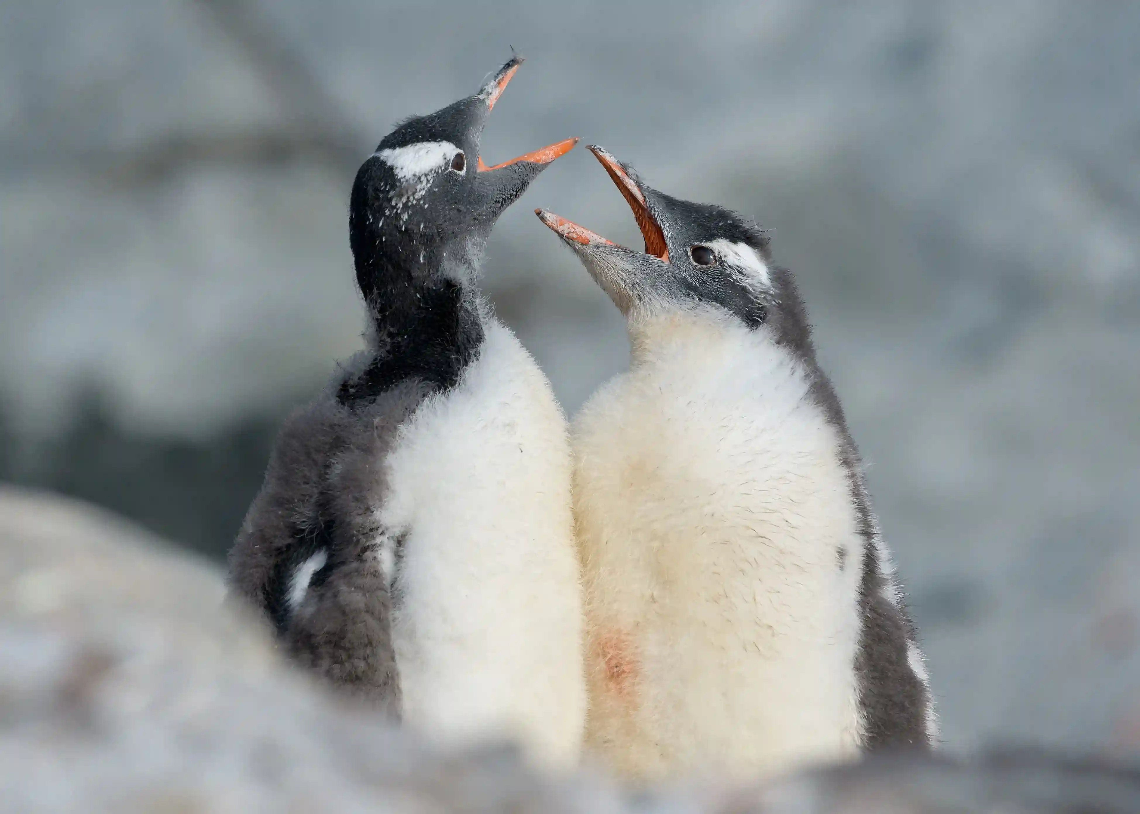 Pingüino 5