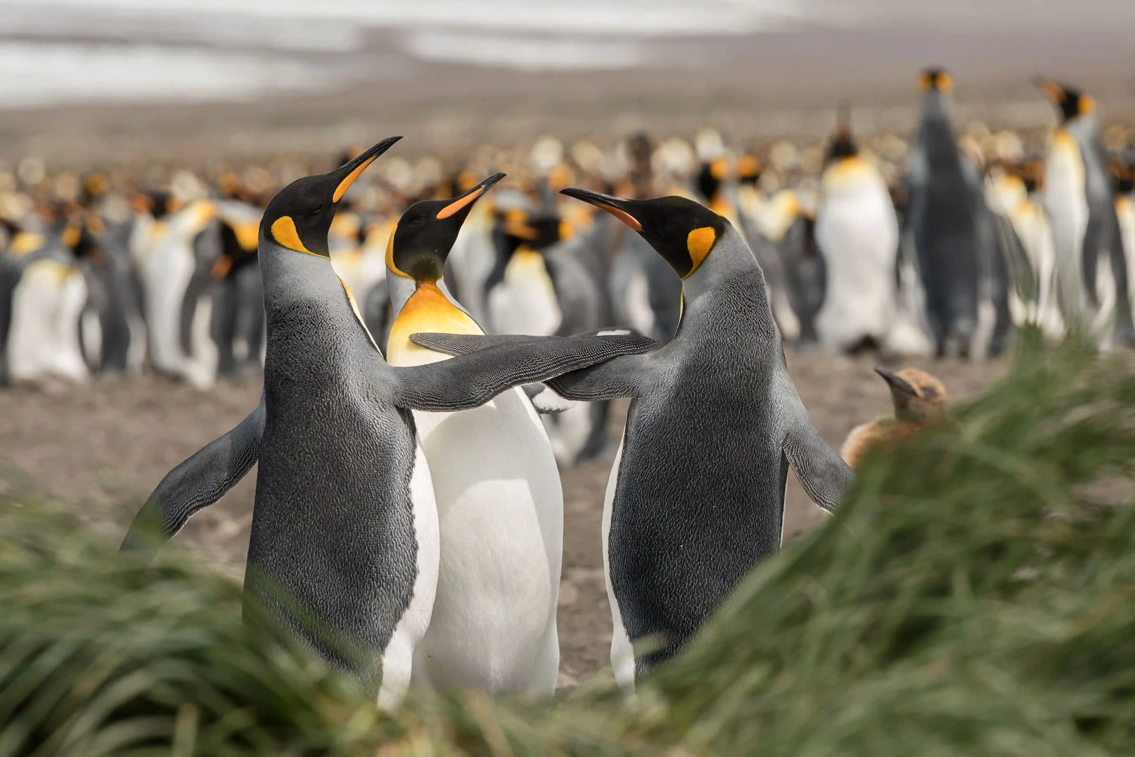 Pingüino 1