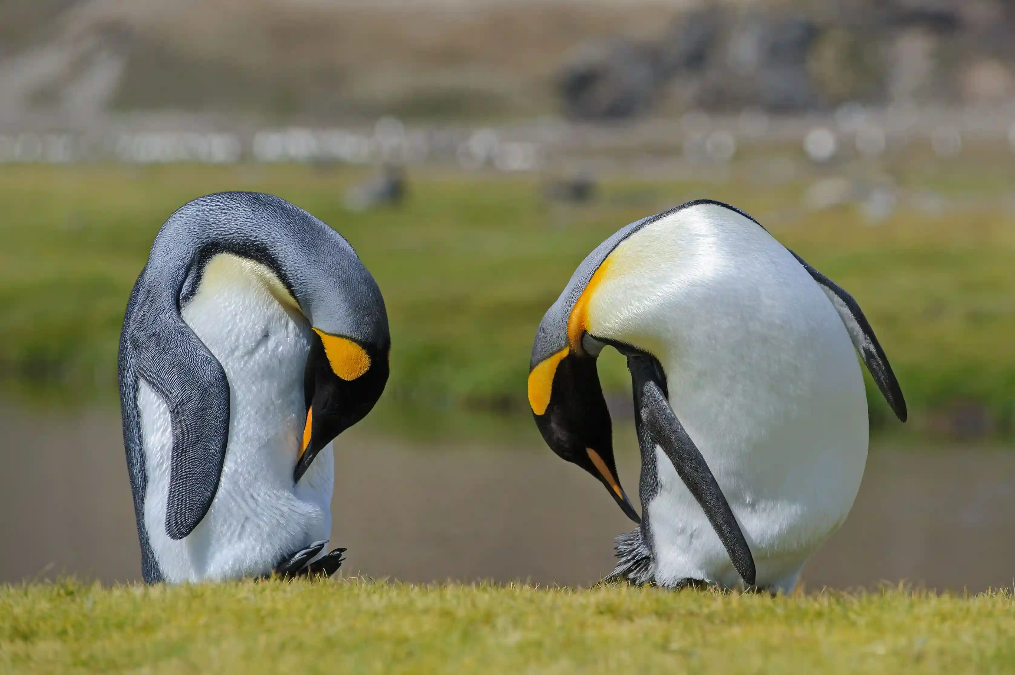 Pingüino 2