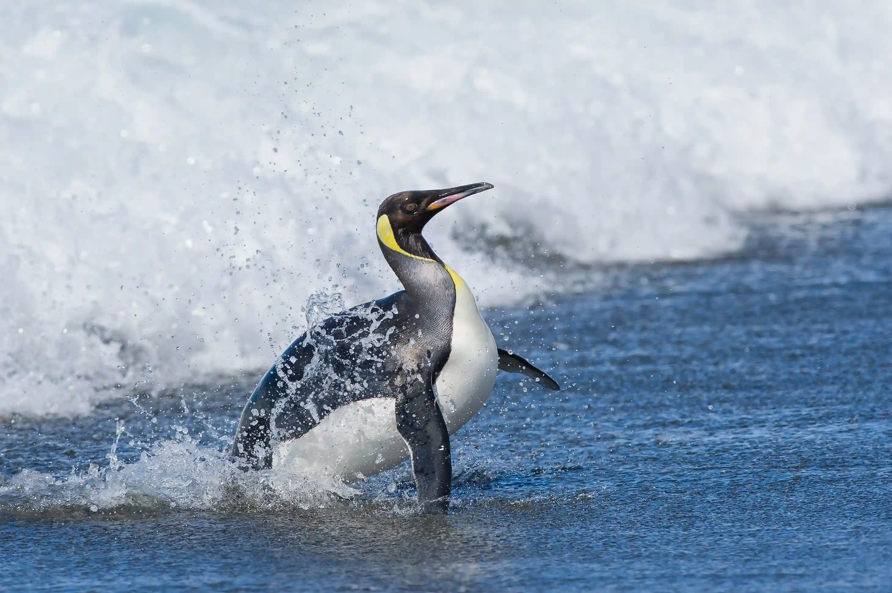 Pingüino 3