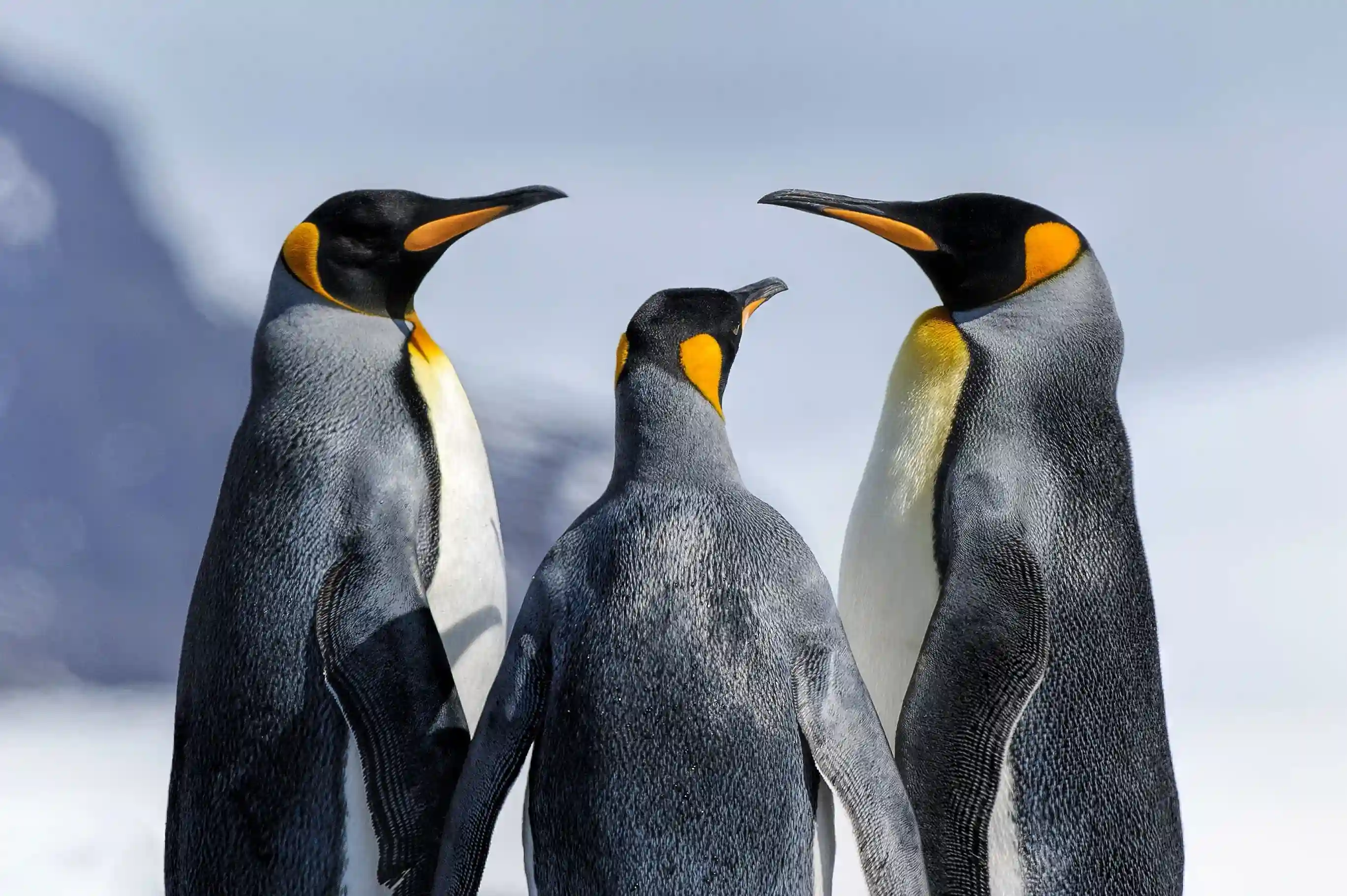 Pingüino 4