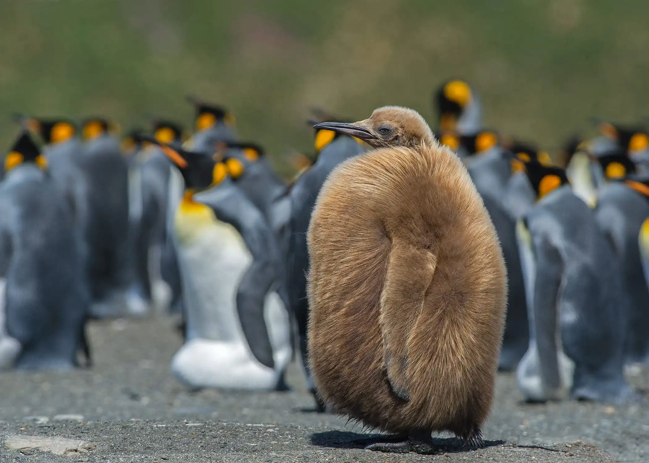 Pingüino 5
