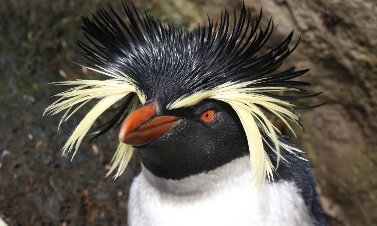 Penguin 1