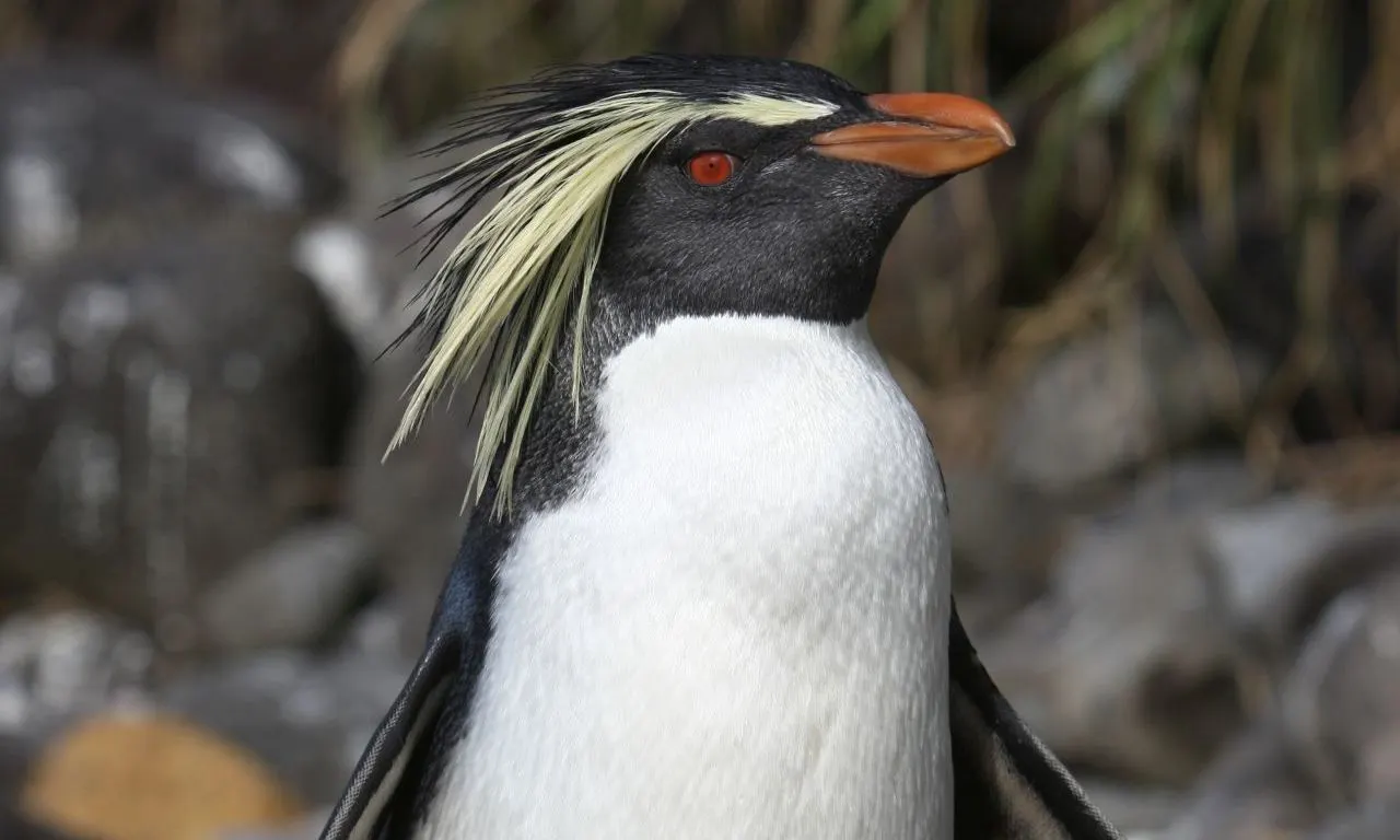 Penguin 2