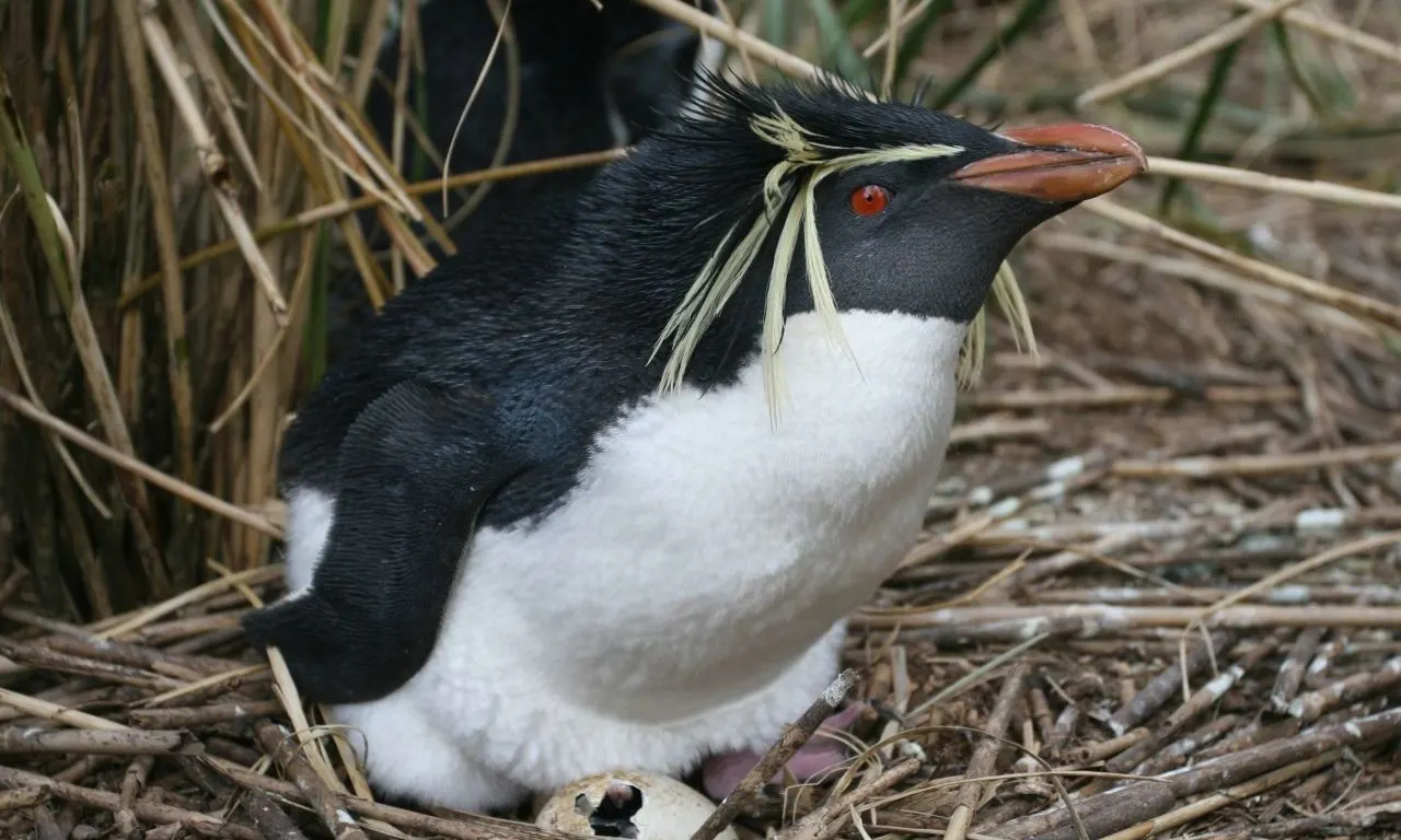 Penguin 3