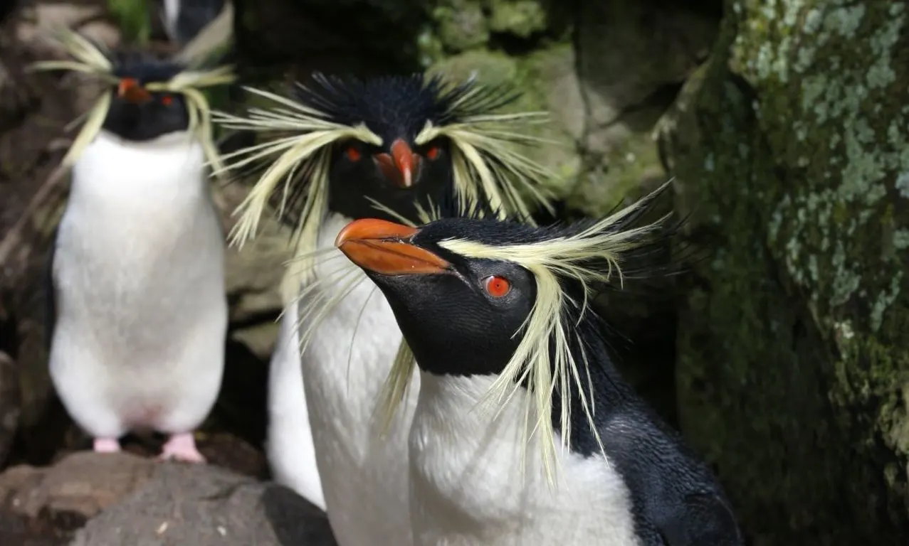Penguin 4