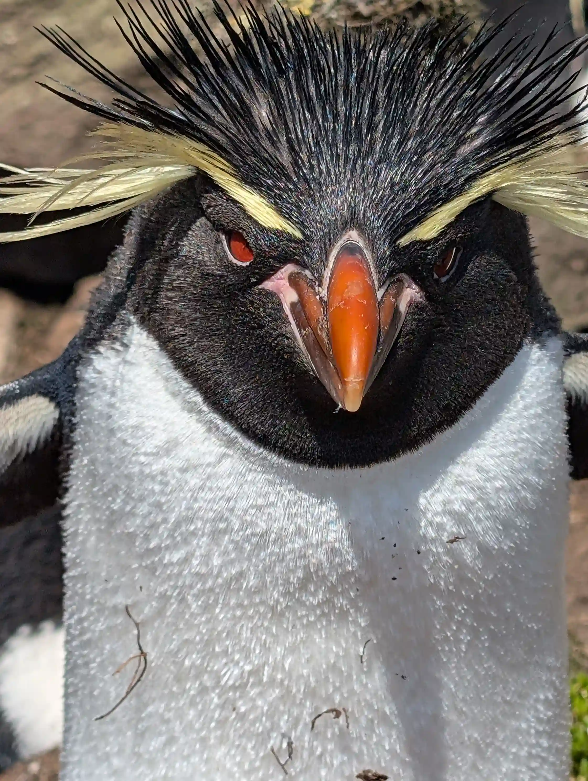 Penguin 5