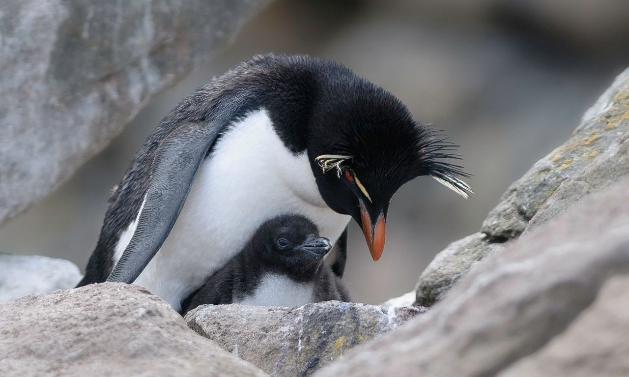 Southern) Rockhopper Penguin (Eudyptes chrysocome)