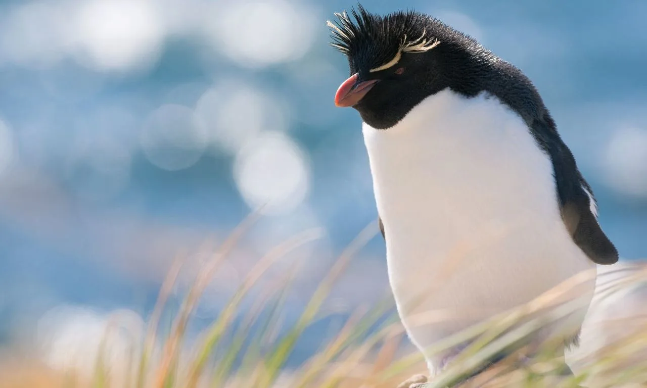 Penguin 2