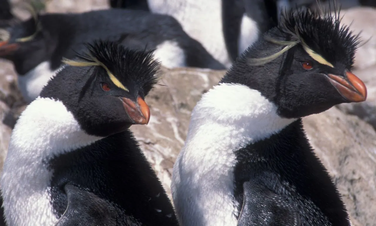 Penguin 3