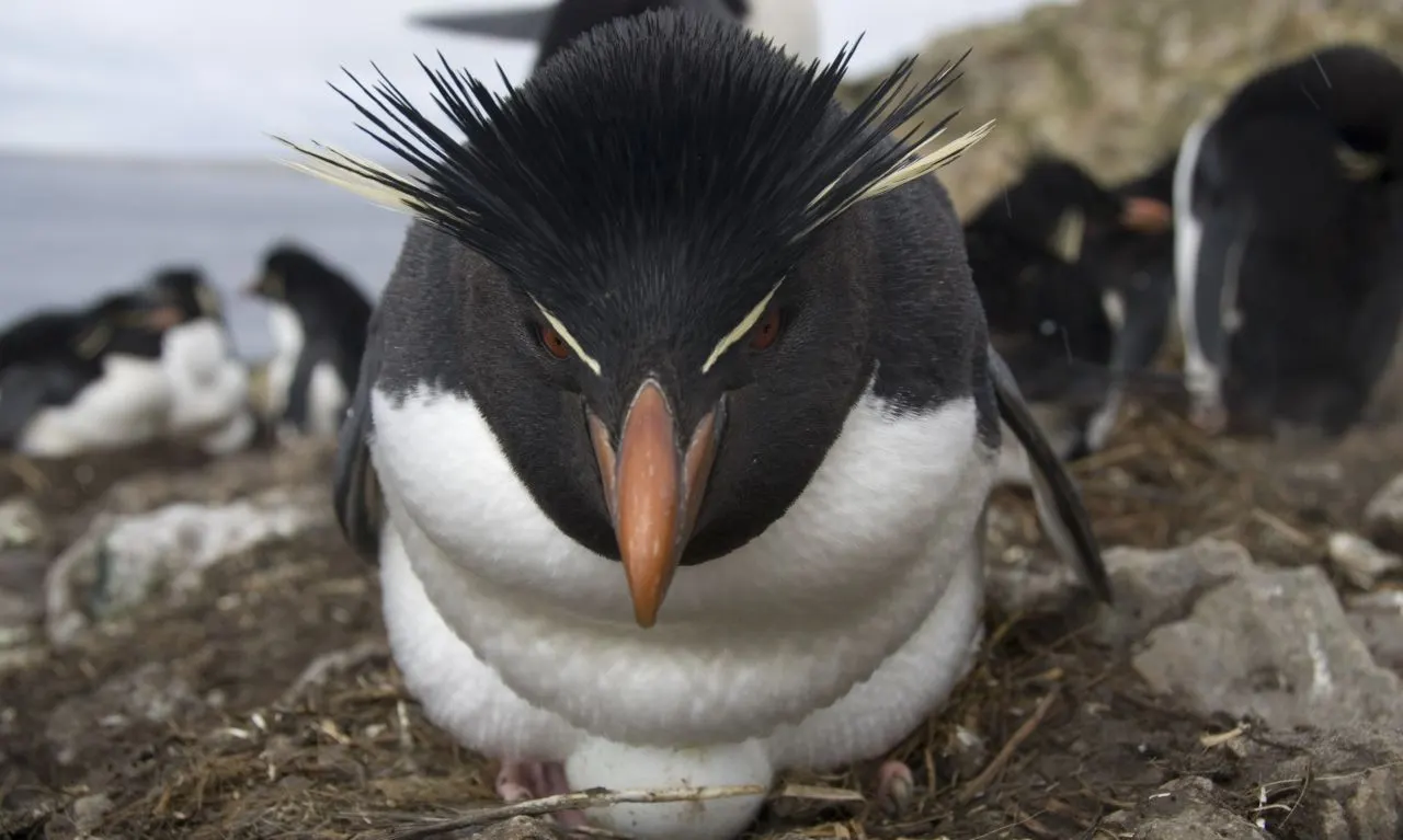 Penguin 4