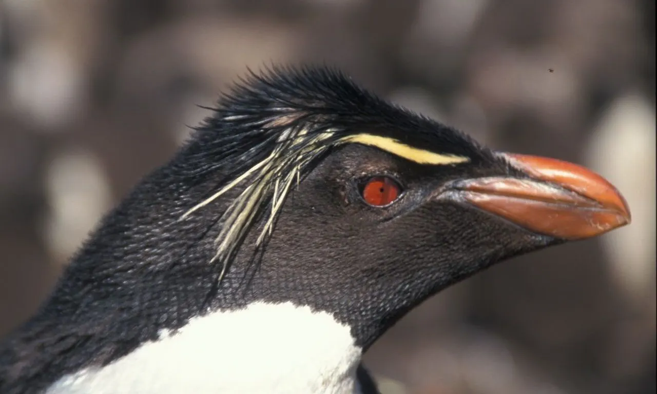 Penguin 5