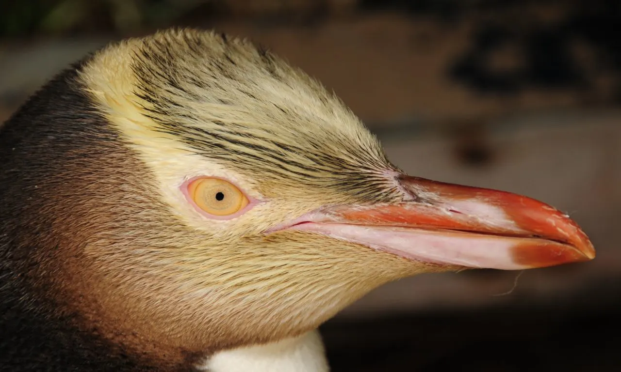 Penguin 1