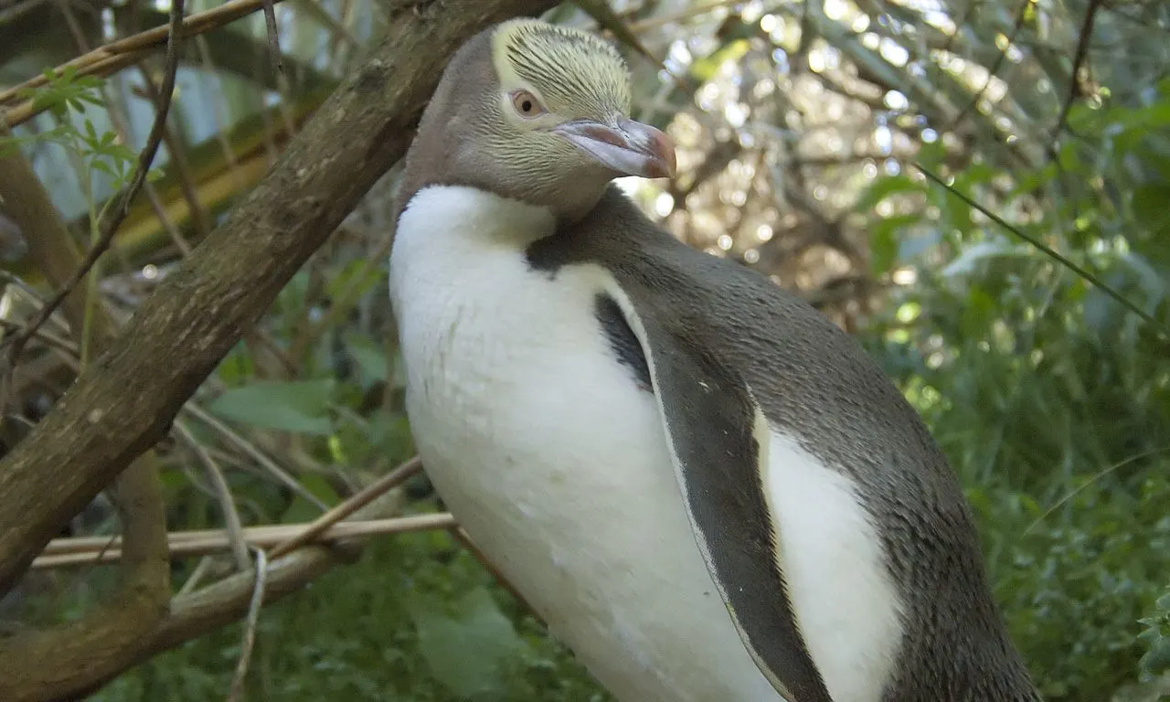 Penguin 2