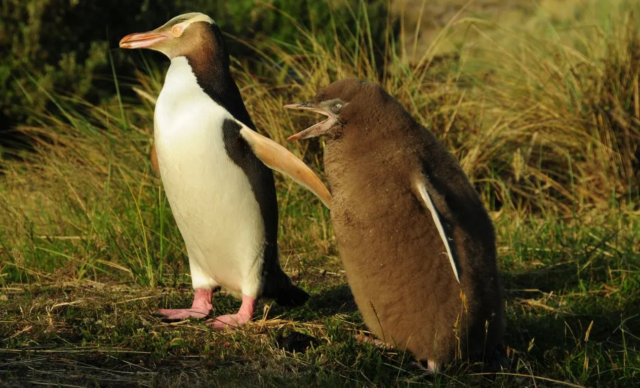 Penguin 3