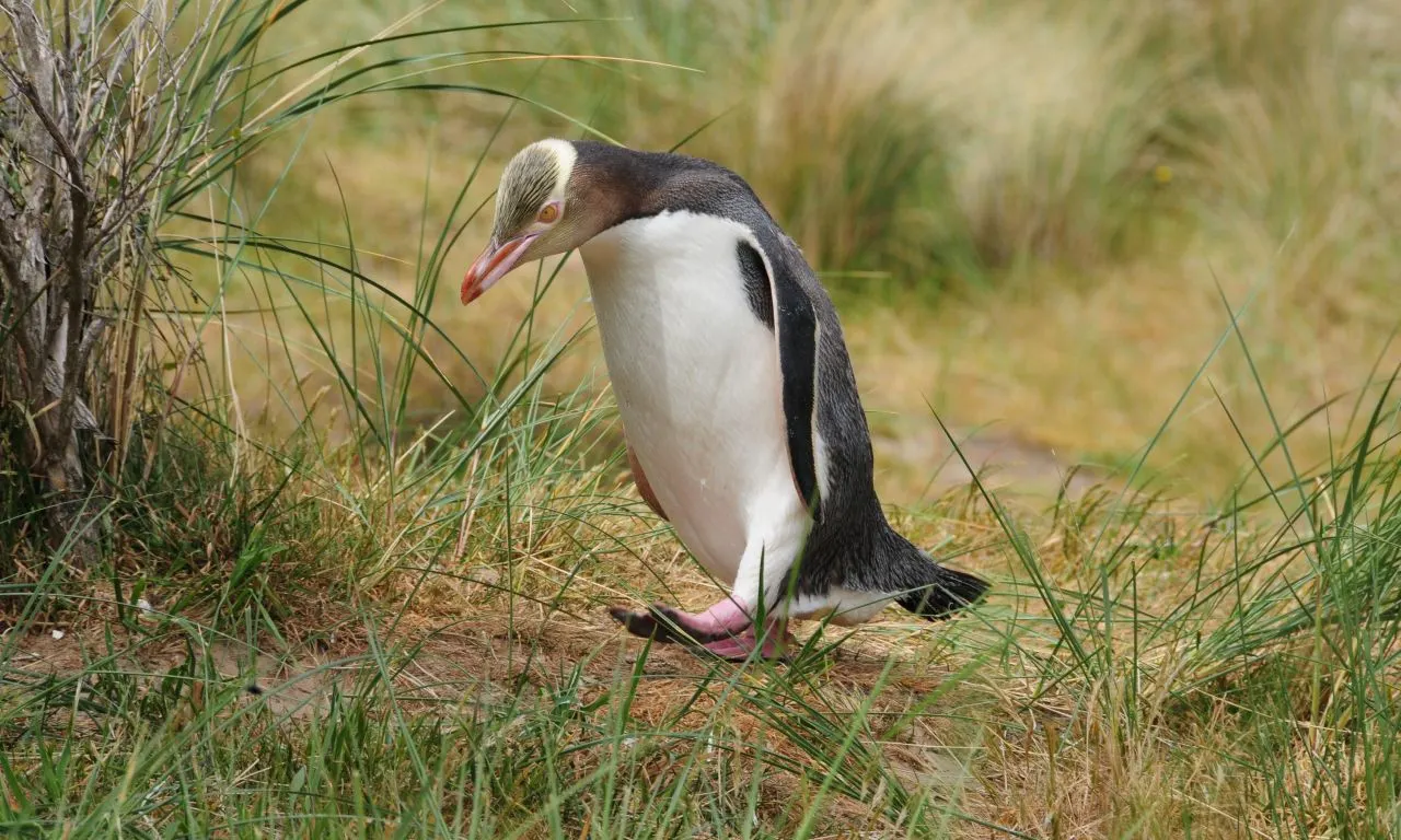 Penguin 4