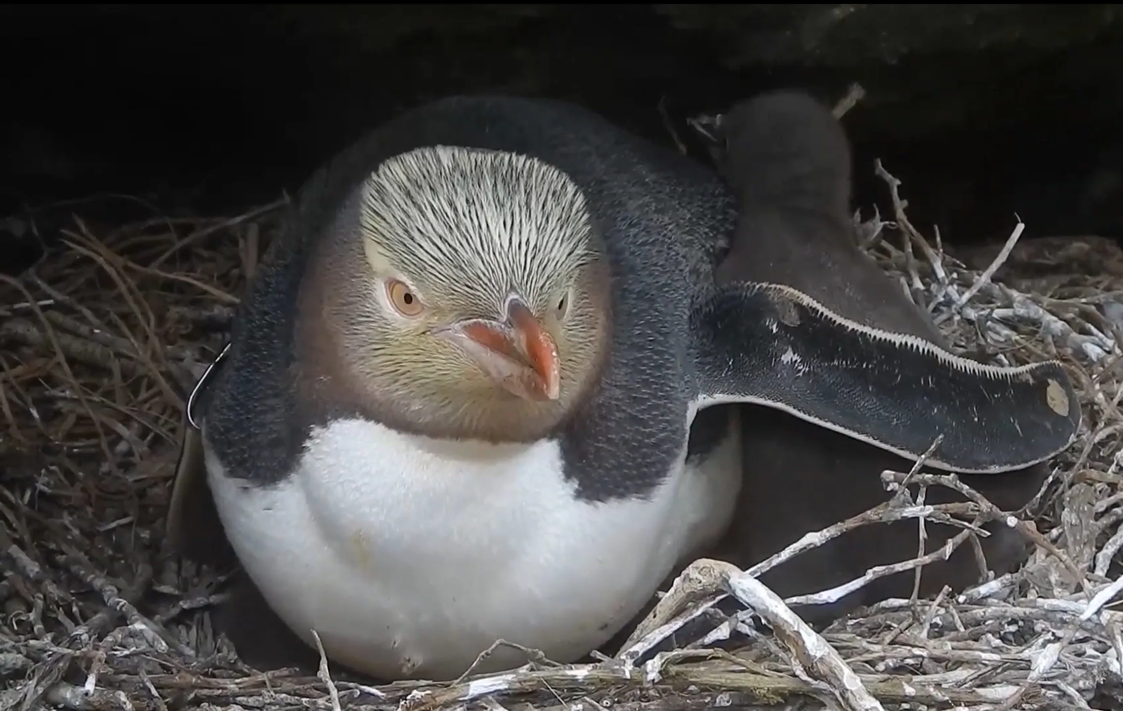 Penguin 5